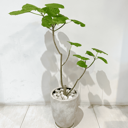 【ウンベラータ】観葉植物 (セメント鉢付)