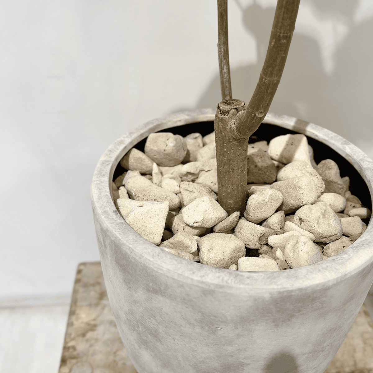 【ウンベラータ】観葉植物 (セメント鉢付)