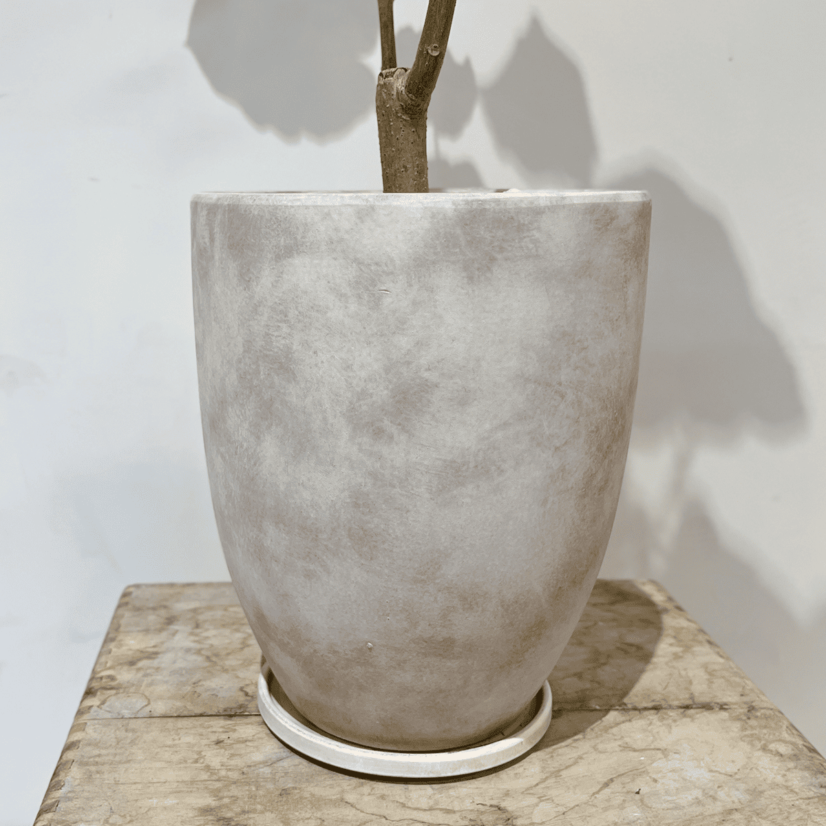 【ウンベラータ】観葉植物 (セメント鉢付)