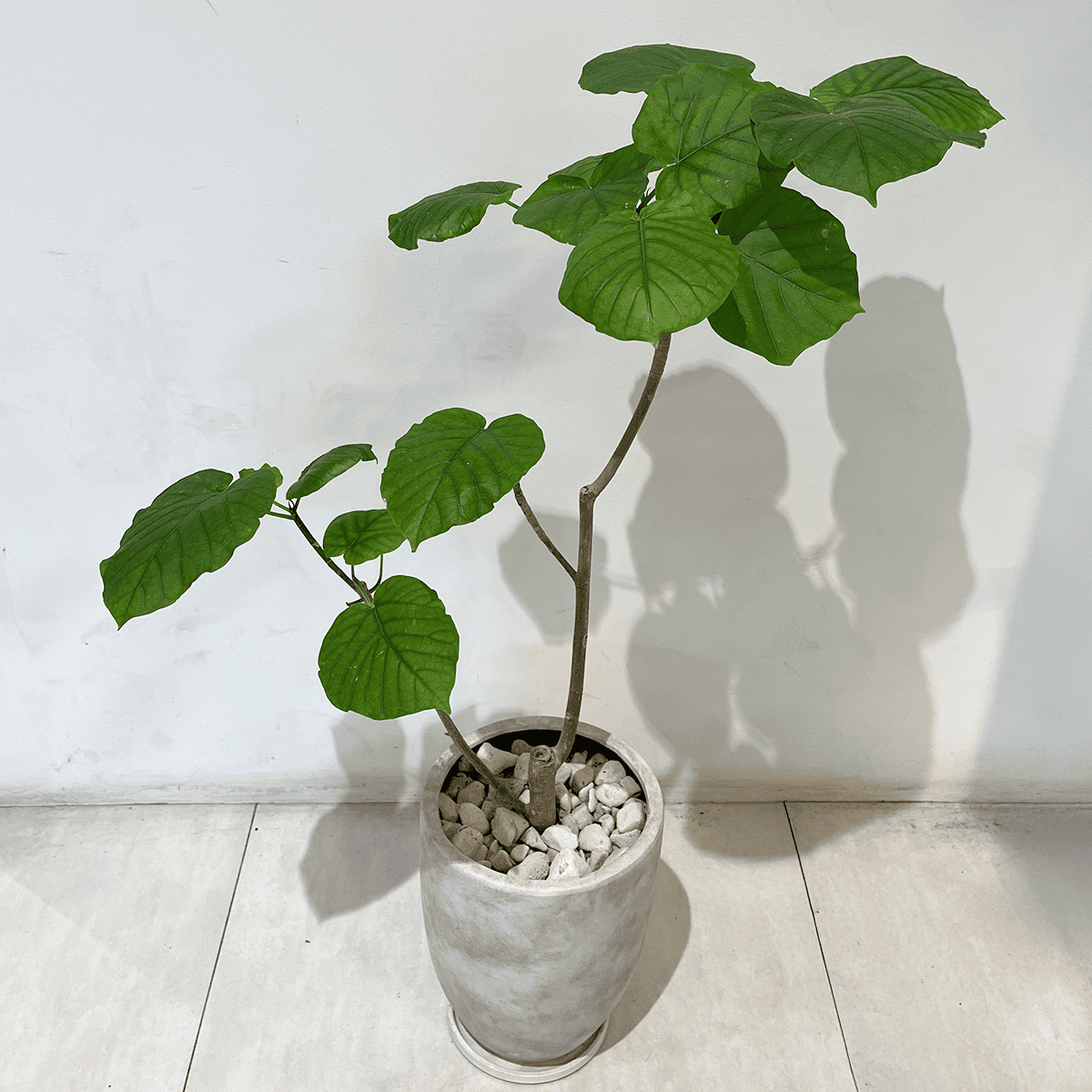 【ウンベラータ】観葉植物 (セメント鉢付)