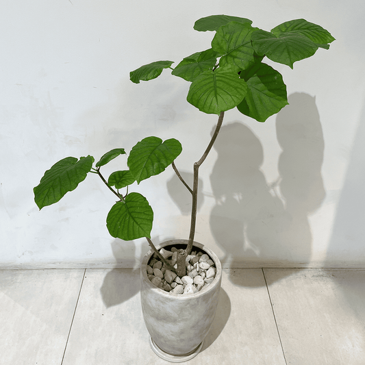 【ウンベラータ】観葉植物 (セメント鉢付)