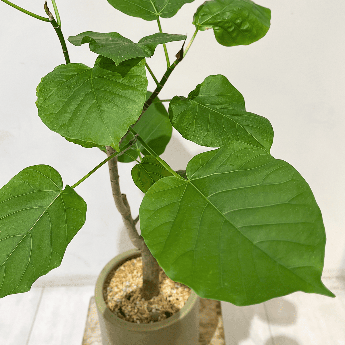 【ウンベラータ】中型｜観葉植物 (陶器鉢付)