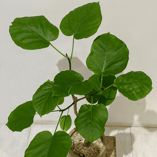 【ウンベラータ】中型|観葉植物 (陶器鉢付)