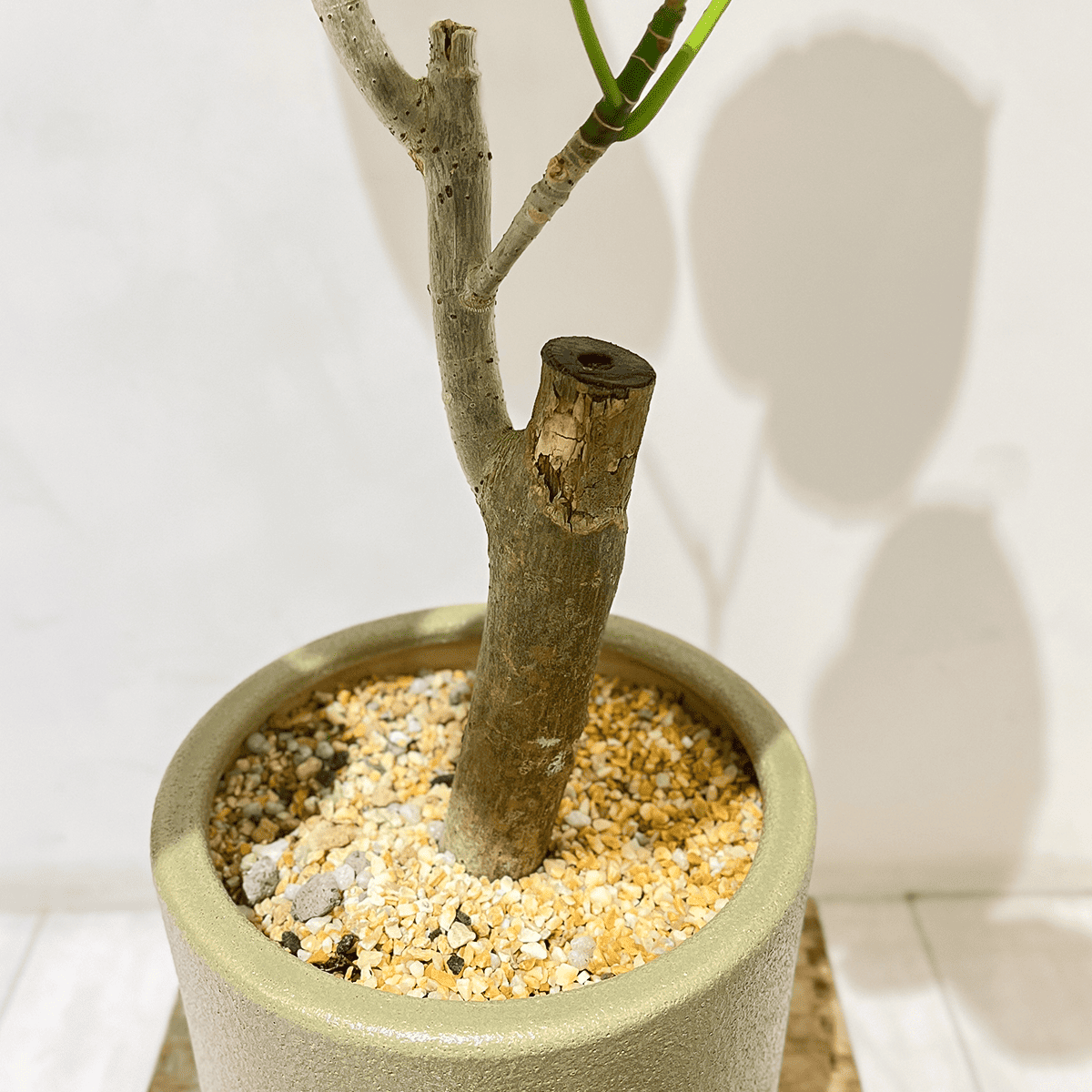 【ウンベラータ】中型｜観葉植物 (陶器鉢付)