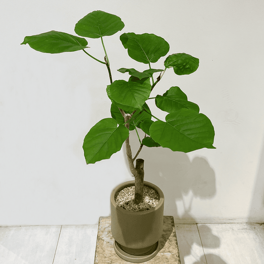 【ウンベラータ】中型｜観葉植物 (陶器鉢付)