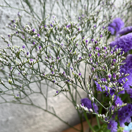 【タイムSALE】WEB限定｜ ブルーの花束