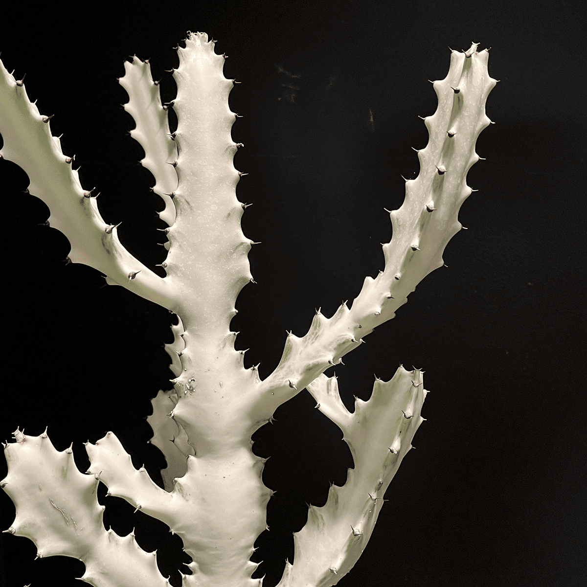 【ユーフォルビア・ホワイトゴースト】観葉植物（陶器製鉢付き）