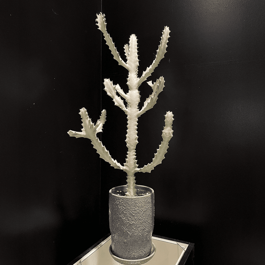 【ユーフォルビア・ホワイトゴースト】観葉植物（陶器製鉢付き）