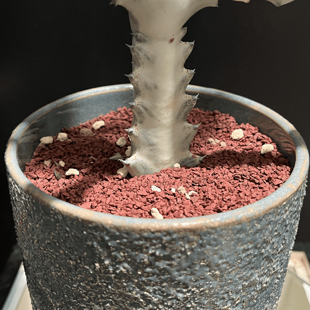 【ユーフォルビア・ホワイトゴースト】観葉植物（陶器製鉢付き）