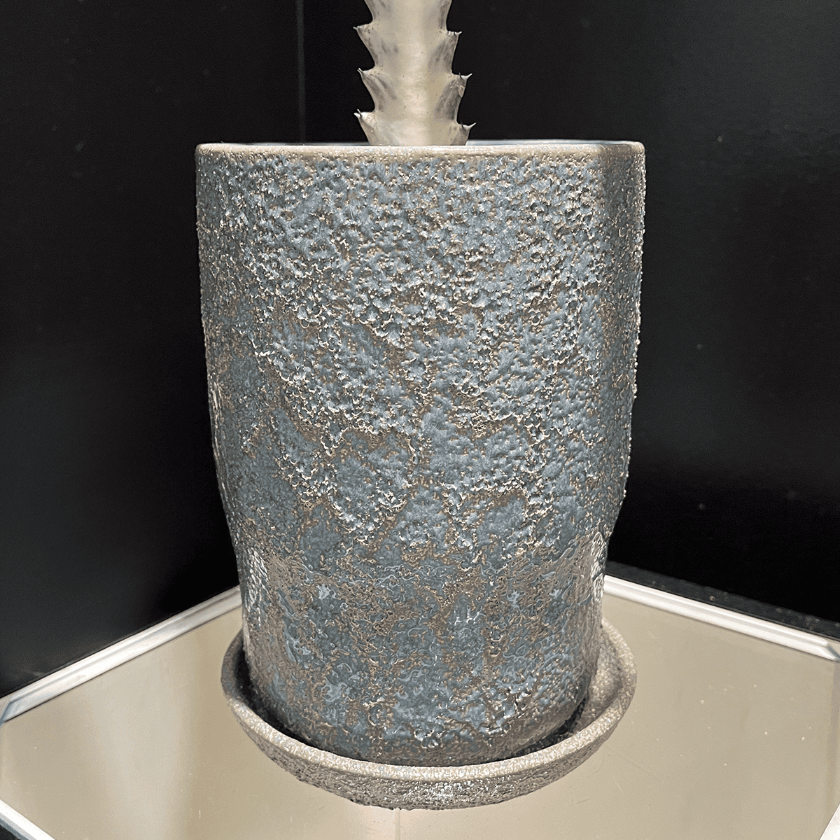 【ユーフォルビア・ホワイトゴースト】観葉植物（陶器製鉢付き）