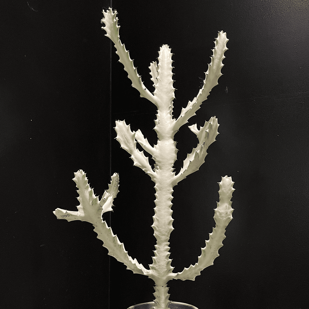 【ユーフォルビア・ホワイトゴースト】観葉植物（陶器製鉢付き）