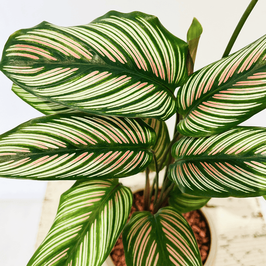 【カラテア・ホワイトスター】陶器鉢入り|観葉植物