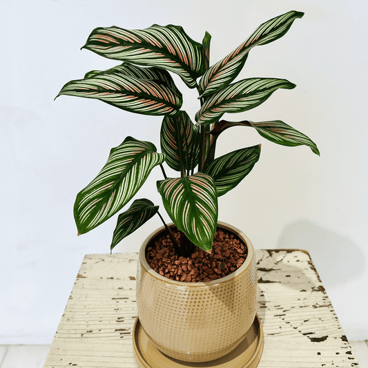 【カラテア・ホワイトスター】陶器鉢入り｜観葉植物