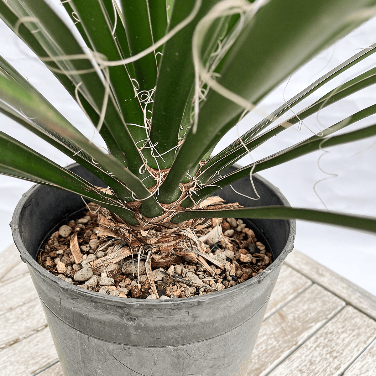 #61 ユッカフィリフェラ (Yucca Filifera)厳選株( 発根済) 11 ユッカ フィリフェラ Yucca filifera(発根済) 61 ユッカ