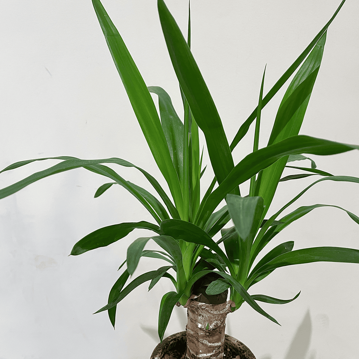 【ユッカ】観葉植物 (陶器鉢付き)