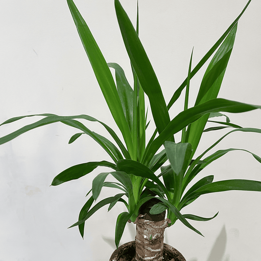 【ユッカ】観葉植物 (陶器鉢付き)