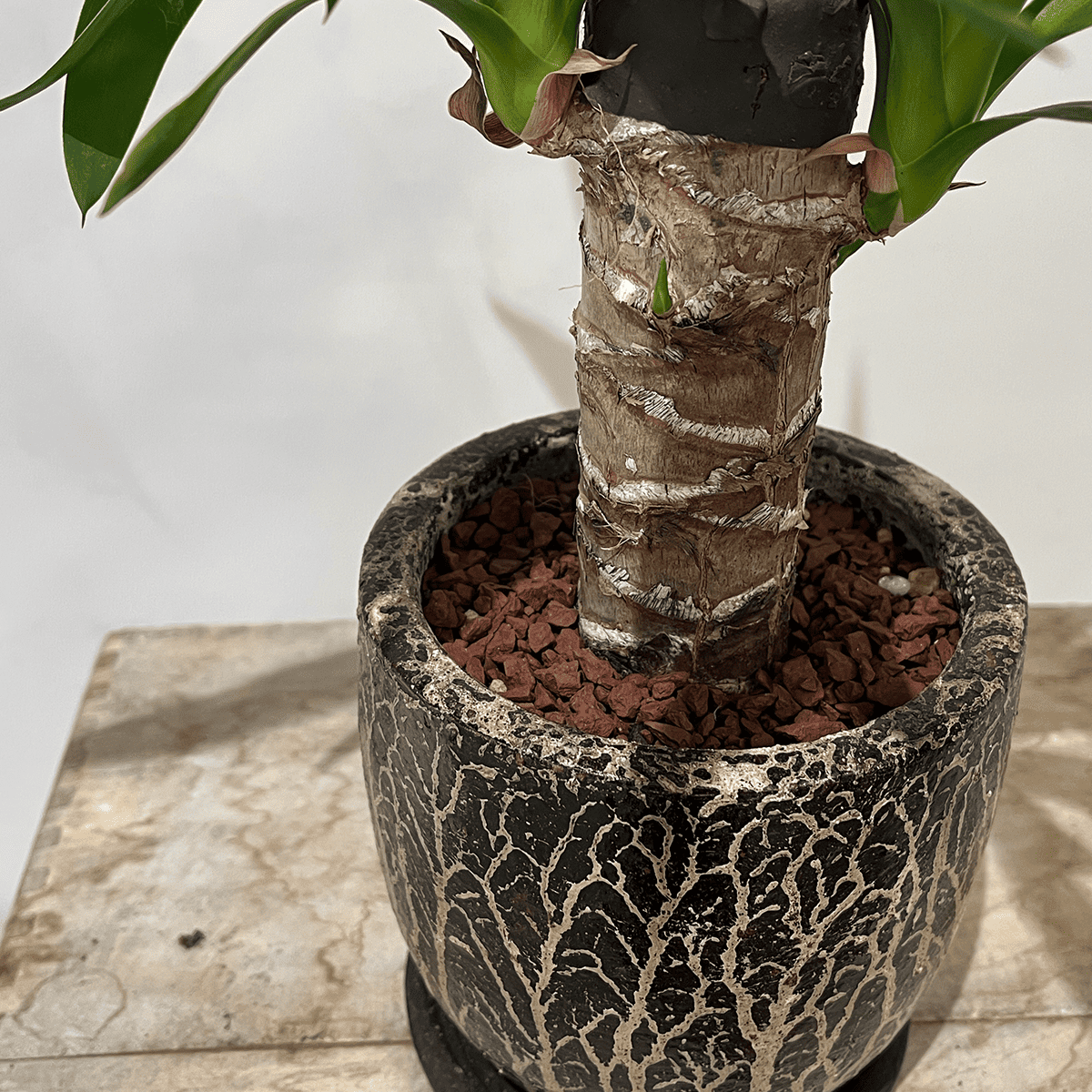 【ユッカ】観葉植物 (陶器鉢付き)