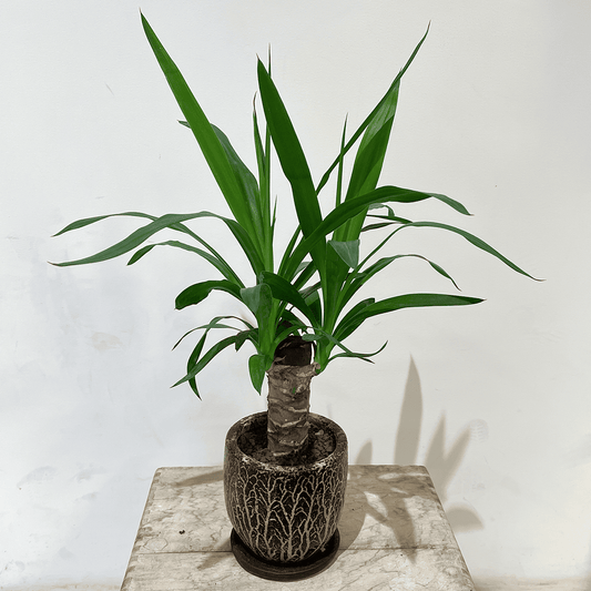 【ユッカ】観葉植物 (陶器鉢付き)