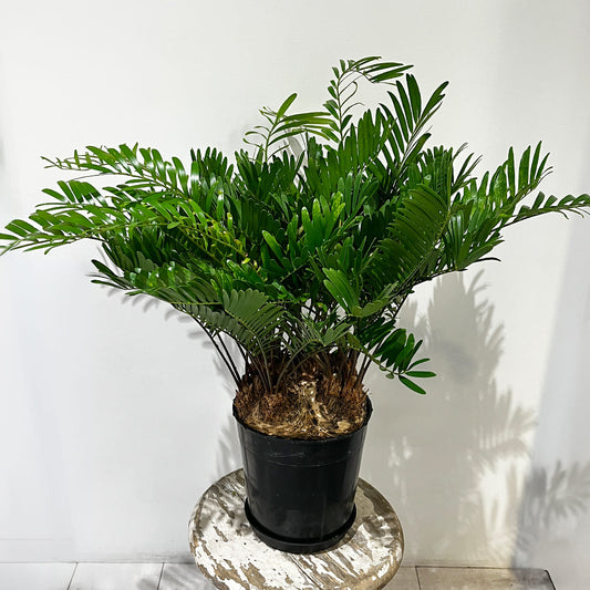 【ザミア・フロリダーナ】観葉植物《バイヤー厳選・沖縄観葉植物》店頭受取・自社配送のみ