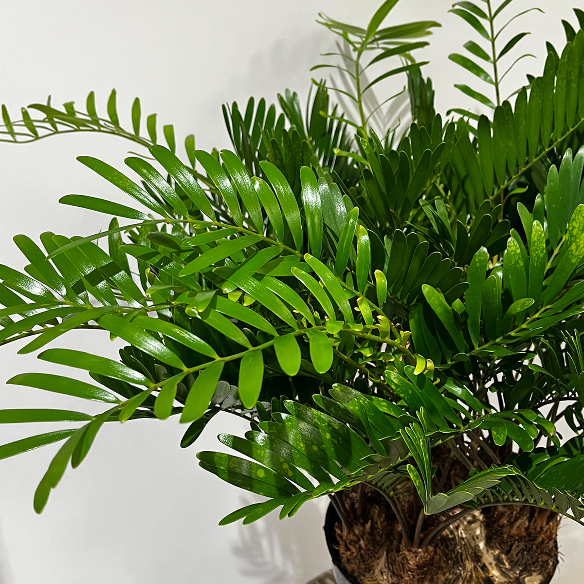 Zamia florida 03, small size | Houseplant (with ceramic pot) - carefully selected by buyers - Okinawan houseplants