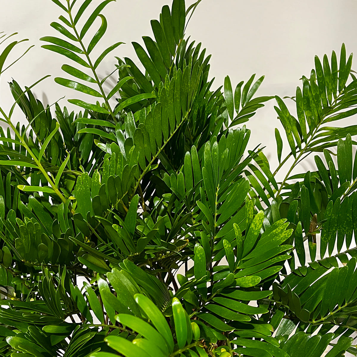 Zamia florida 03, small size | Houseplant (with ceramic pot) - carefully selected by buyers - Okinawan houseplants