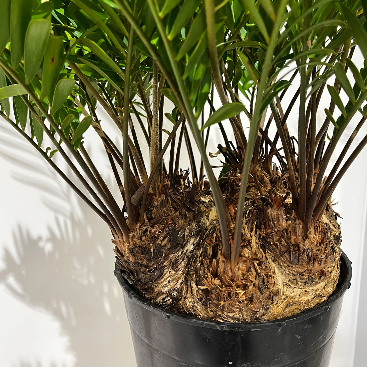 Zamia florida 03, small size | Houseplant (with ceramic pot) - carefully selected by buyers - Okinawan houseplants