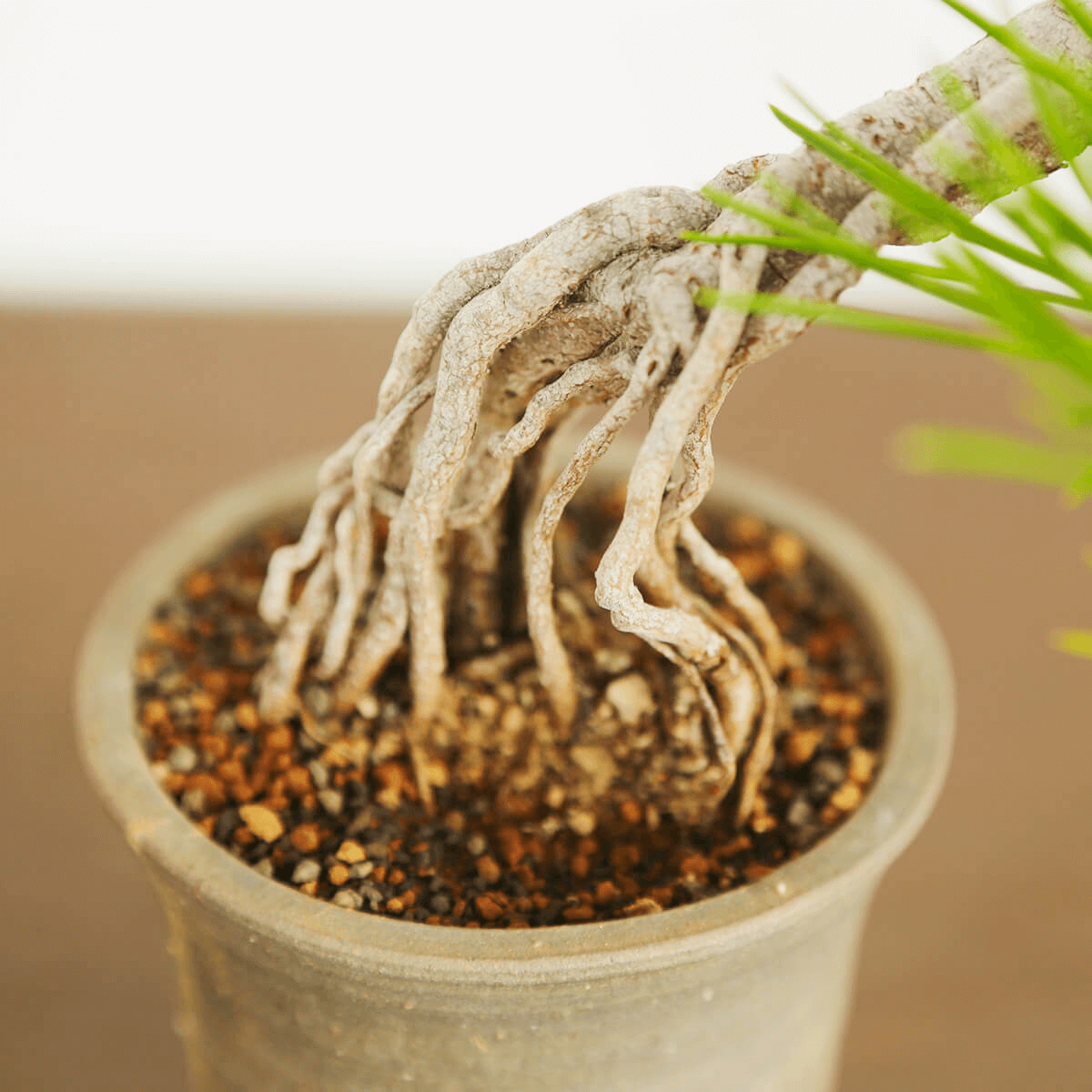 【ミニ盆栽】信楽焼に植えこんだ松の盆栽02