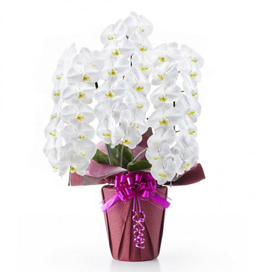 【大輪胡蝶蘭】 白3本立ち Lサイズ01