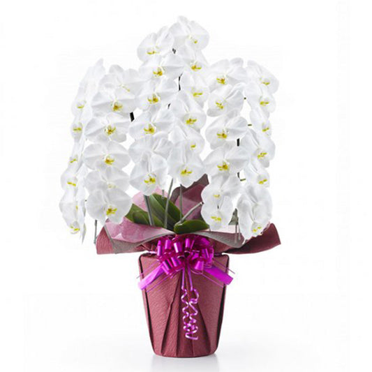 【大輪胡蝶蘭】白3本立ち Mサイズ01