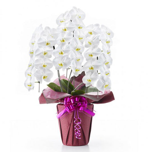 【大輪胡蝶蘭】白3本立ち Sサイズ 01