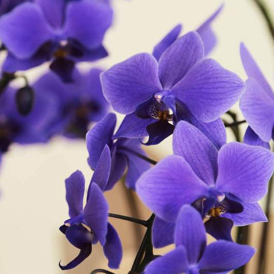 【ミディ胡蝶蘭】 世界初の青色コチョウラン|ブルージーン(BLUE GENE®)|胡蝶蘭の通販|花の通販11
