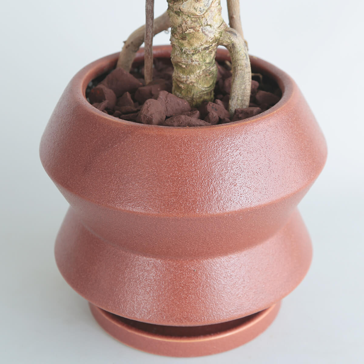 【クッカバラ】陶器鉢 幹立ち｜観葉植物