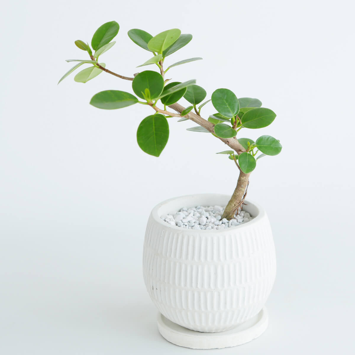 【ガジュマル】変わり枝 陶器鉢（ホワイト）｜観葉植物