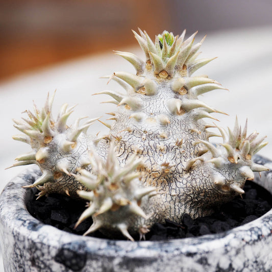 【塊根植物】パキポディウム・恵比寿大黒|観葉植物